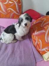 MILLIE, Hund, Maltipoo in Salzwedel - Bild 12