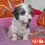 MILLIE, Hund, Maltipoo in Salzwedel - Bild 2