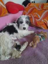 MILLIE, Hund, Maltipoo in Salzwedel - Bild 7