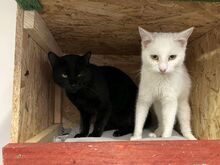 CHARLEY, Katze, Hauskatze in Ungarn - Bild 3