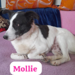 MOLLIE, Hund, Mischlingshund in Berlin - Bild 1