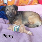 PERCY, Hund, Mischlingshund in Berlin - Bild 1