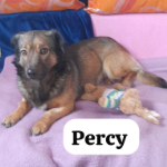 PERCY, Hund, Mischlingshund in Berlin - Bild 2