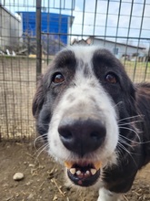 VANJA, Hund, Mischlingshund in Rumänien - Bild 3