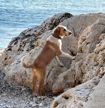 SPOTTY, Hund, Mischlingshund in Griechenland - Bild 2