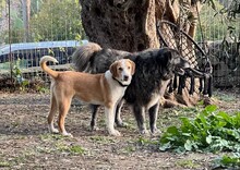 SPOTTY, Hund, Mischlingshund in Griechenland - Bild 4