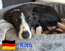 KITO, Hund, Galgo Español in Pleckhausen - Bild 1