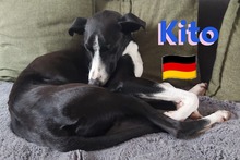 KITO, Hund, Galgo Español in Pleckhausen - Bild 2