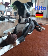 KITO, Hund, Galgo Español in Pleckhausen - Bild 3