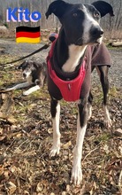 KITO, Hund, Galgo Español in Pleckhausen - Bild 4