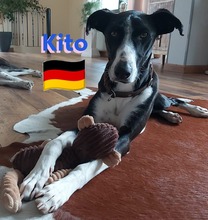 KITO, Hund, Galgo Español in Pleckhausen - Bild 5