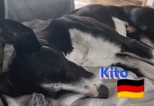 KITO, Hund, Galgo Español in Pleckhausen - Bild 6