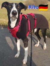 KITO, Hund, Galgo Español in Pleckhausen - Bild 7