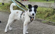 HETTY, Hund, Mischlingshund in Leipzig - Bild 4