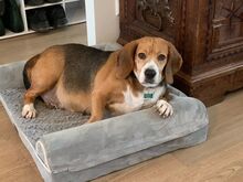 PAULA, Hund, Beagle in Radolfzell - Bild 2