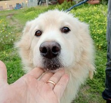 PAKO, Hund, Maremmano-Mix in Italien - Bild 1