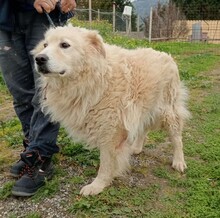 PAKO, Hund, Maremmano-Mix in Italien - Bild 5