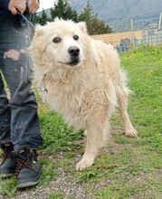 PAKO, Hund, Maremmano-Mix in Italien - Bild 8