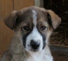 VALENTIN, Hund, Mischlingshund in Ötisheim - Bild 10