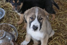 VALENTIN, Hund, Mischlingshund in Ötisheim - Bild 12