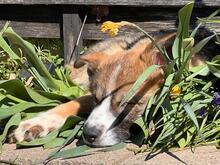 VALENTIN, Hund, Mischlingshund in Ötisheim - Bild 13