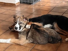 VALENTIN, Hund, Mischlingshund in Ötisheim - Bild 14