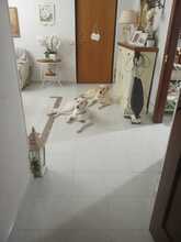 FIOCCO, Hund, Mischlingshund in Italien - Bild 5