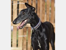 LOLA, Hund, Galgo Español in Spanien - Bild 1