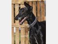 LOLA, Hund, Galgo Español in Spanien - Bild 3