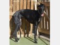 LOLA, Hund, Galgo Español in Spanien - Bild 5