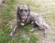 CAMILLUS, CA. 8 JAHR, Hund, Mischlingshund in Ennigerloh - Bild 2