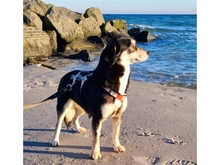 KEELIA, Hund, Mischlingshund in Kiel - Bild 6