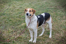 TOTO, Hund, Mischlingshund in Kroatien - Bild 3