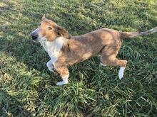 BENJI, Hund, Collie-Mix in Kroatien - Bild 2