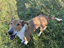 BENJI, Hund, Langhaar Collie-Mix in Kroatien - Bild 1