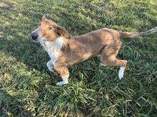 BENJI, Hund, Langhaar Collie-Mix in Kroatien - Bild 2