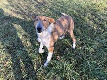 BENJI, Hund, Langhaar Collie-Mix in Kroatien - Bild 3