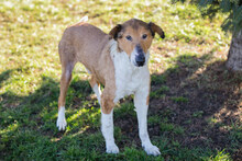 BENJI, Hund, Langhaar Collie-Mix in Kroatien - Bild 5