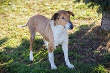 BENJI, Hund, Langhaar Collie-Mix in Kroatien - Bild 6