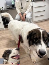 GUIDO, Hund, Tornjak-Mix in Overath - Bild 1