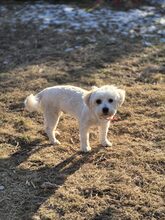 CANDY, Hund, Mischlingshund in Rumänien - Bild 1