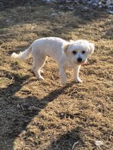 CANDY, Hund, Mischlingshund in Rumänien - Bild 2