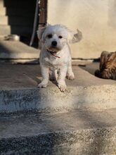 CANDY, Hund, Mischlingshund in Rumänien - Bild 3