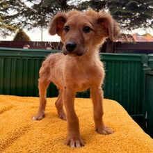 ENYO, Hund, Mischlingshund in Rumänien - Bild 6