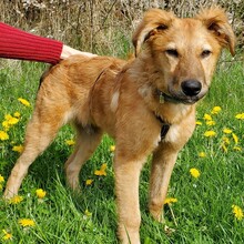 ENYO, Hund, Mischlingshund in Möckern - Bild 2