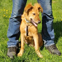 ENYO, Hund, Mischlingshund in Möckern - Bild 4