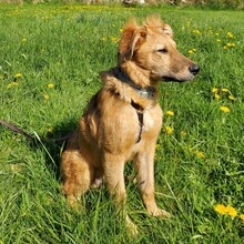 ENYO, Hund, Mischlingshund in Möckern - Bild 5