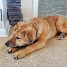 ENYO, Hund, Mischlingshund in Möckern - Bild 6