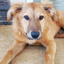 ENYO, Hund, Mischlingshund in Möckern - Bild 7