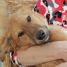 ENYO, Hund, Mischlingshund in Möckern - Bild 9
